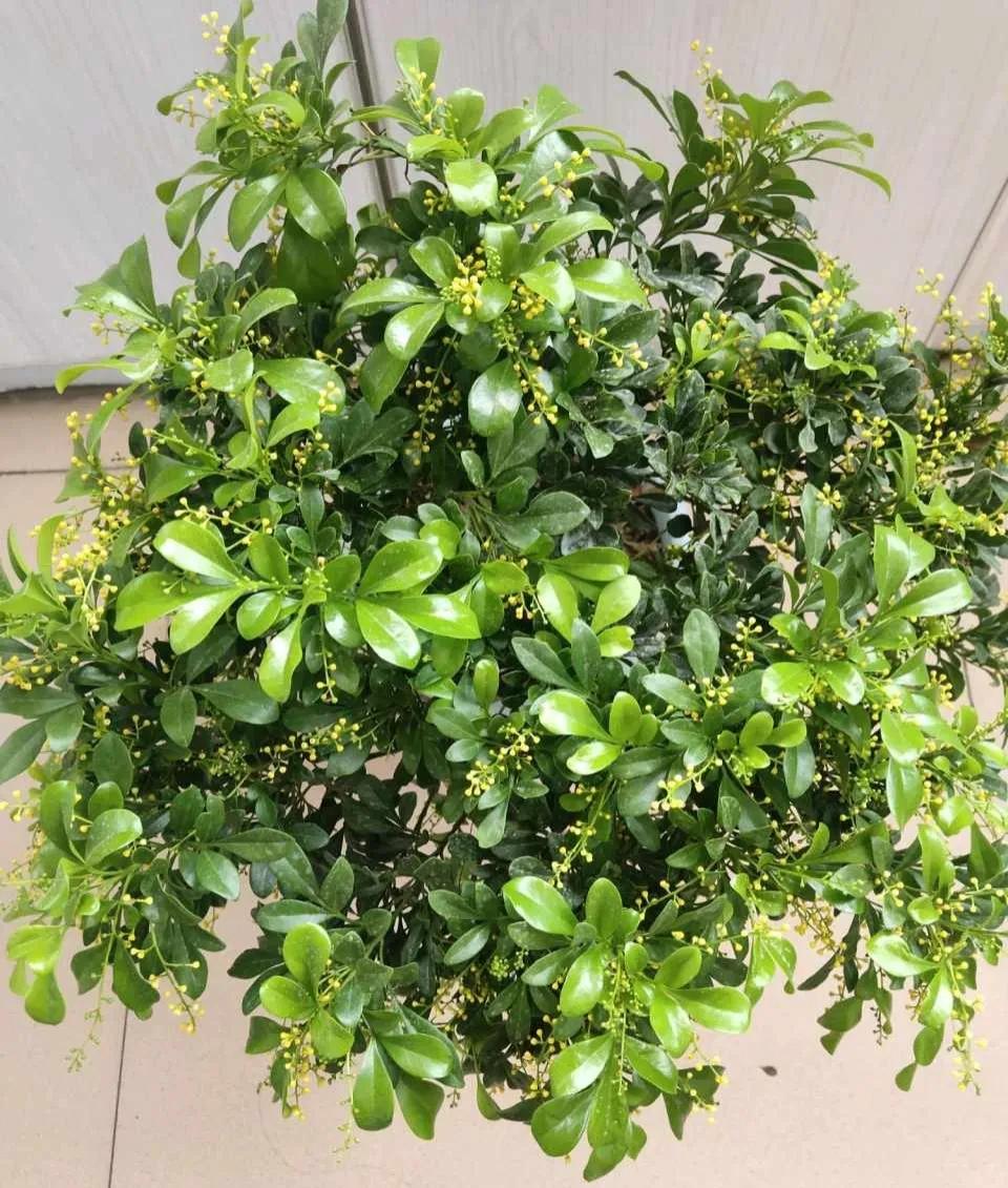 适合家里盆栽很香的花,适合盆栽的香味浓郁常开的花