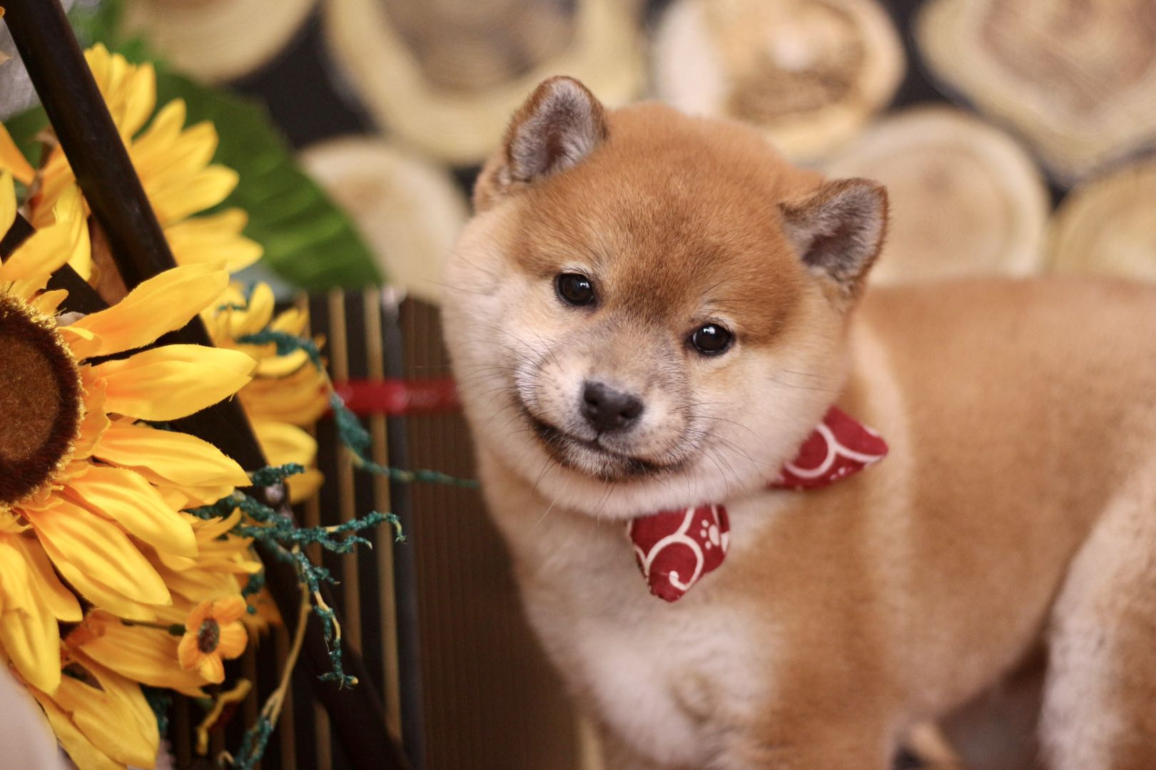 柴犬市场价多少钱最新,柴犬价格表2021价目表