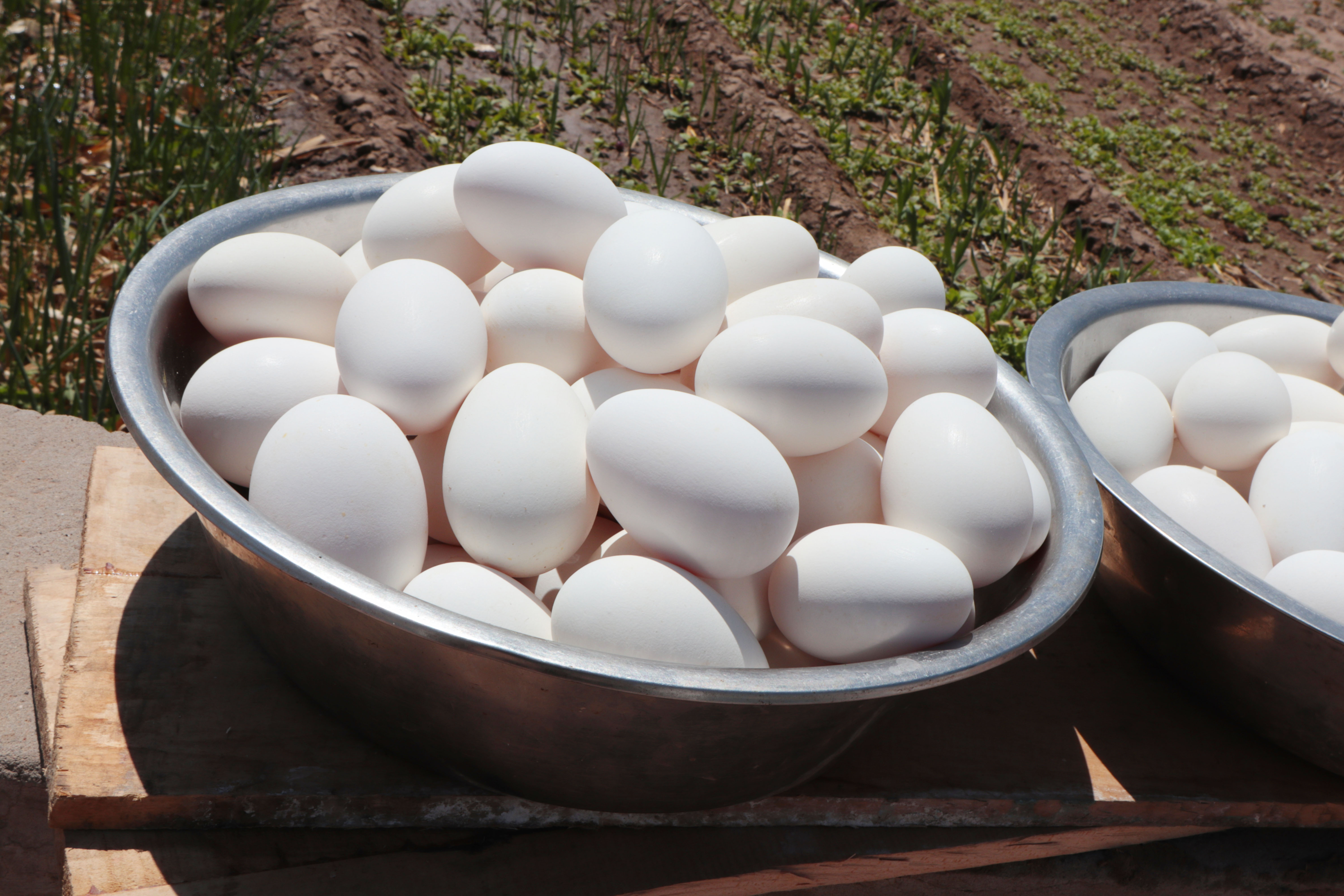 老鹅蛋鸭蛋怎么腌,腌制老鹅蛋的做法