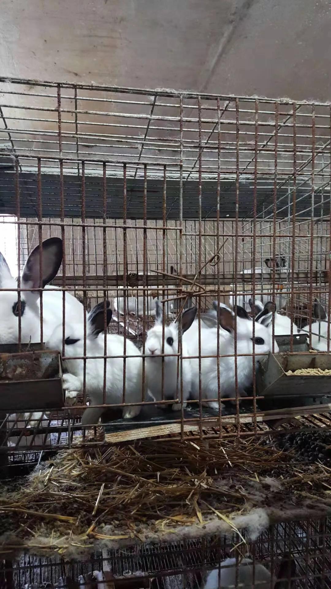 兔子喝水会拉稀吗,兔子喝水会吐怎么回事