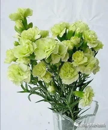 致敬母亲谁言寸草心报得三春晖,谁言三春晖报得寸草心的意思