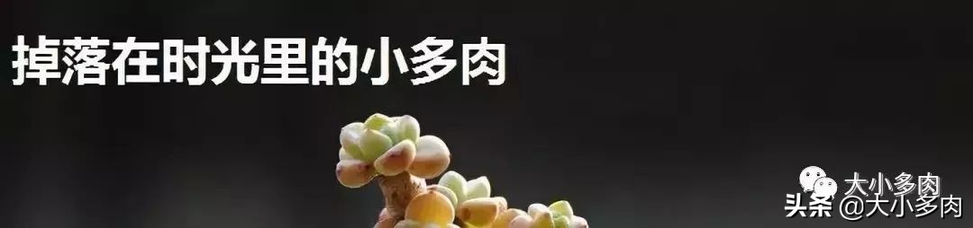 水泡海豹和粉海豹,水泡海豹种类大全大图