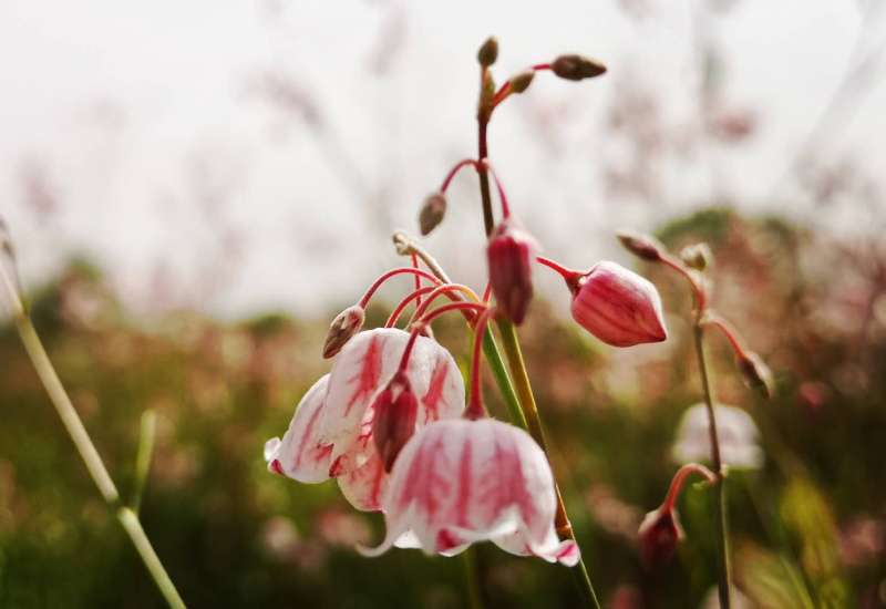 仙草罗布麻图片大全,仙草罗布麻