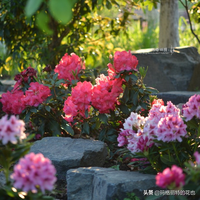 历史悠久的十大名花（海量美图），你选哪个做国花？