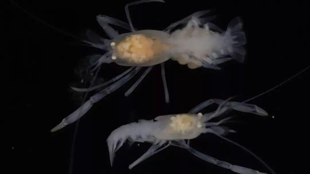 海底400度火山口的虾上岸,生活在海底温度最高的虾