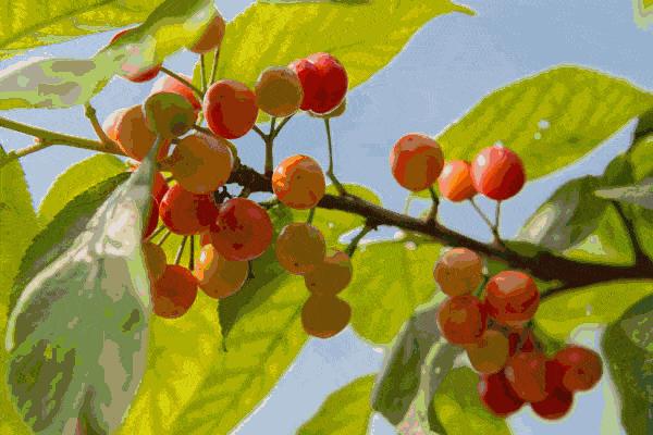 成都市恩桃儿,恩桃成都