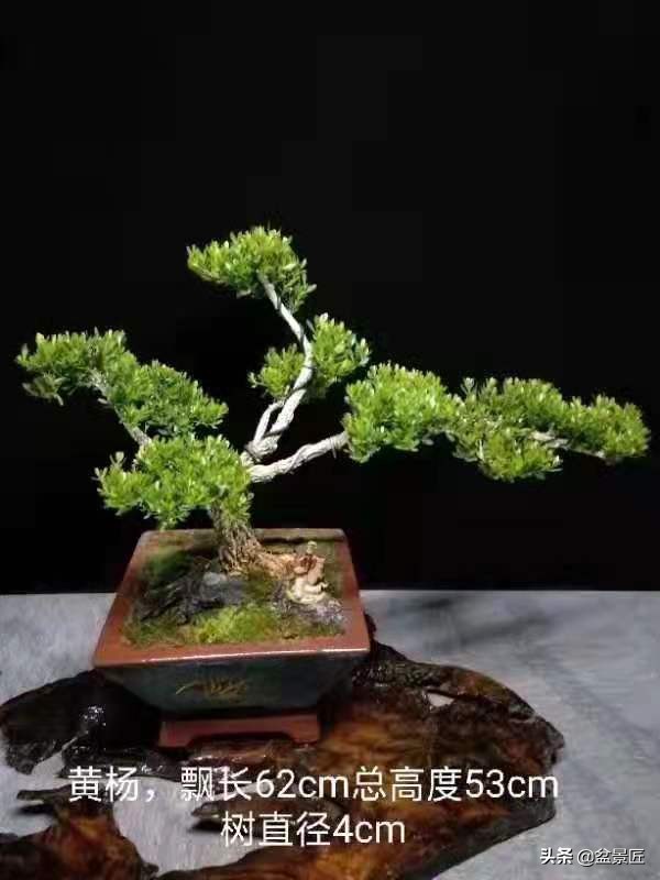 怎样才能让盆景变好看,怎么让龙柏长得慢