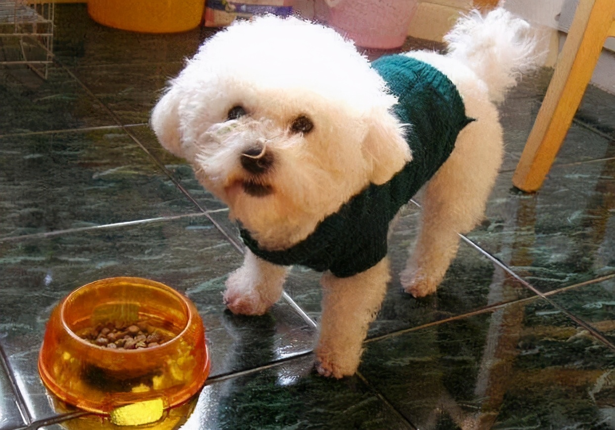 比熊犬泪痕是什么样的,比熊犬有泪痕有什么小技巧