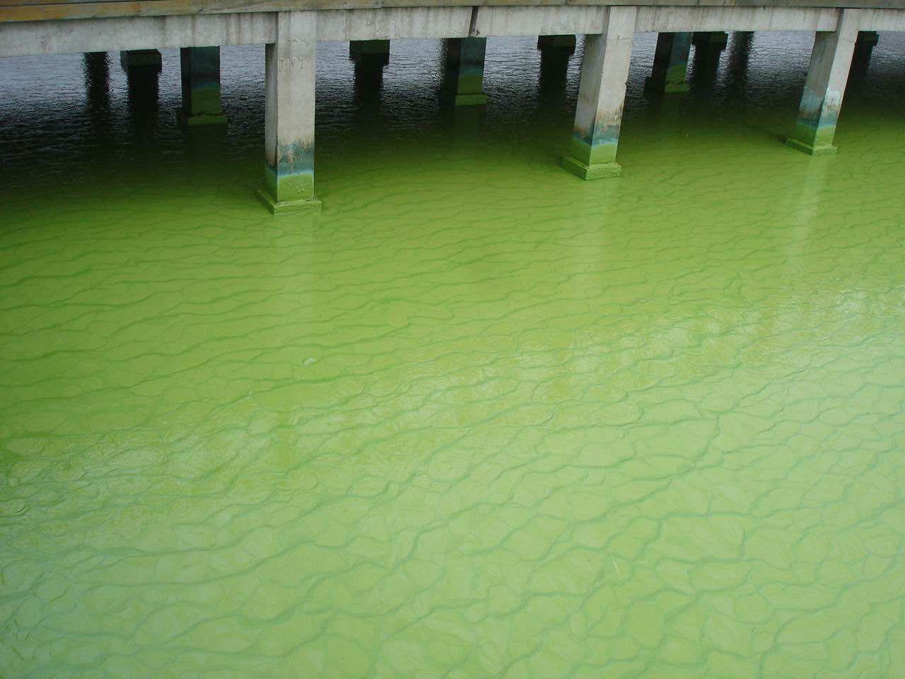 二十一亿年前蓝藻化石,寒武纪蓝藻化石