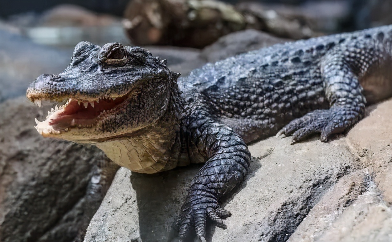 乌龟为什么能活那么多,乌龟为什么能活得那么长时间