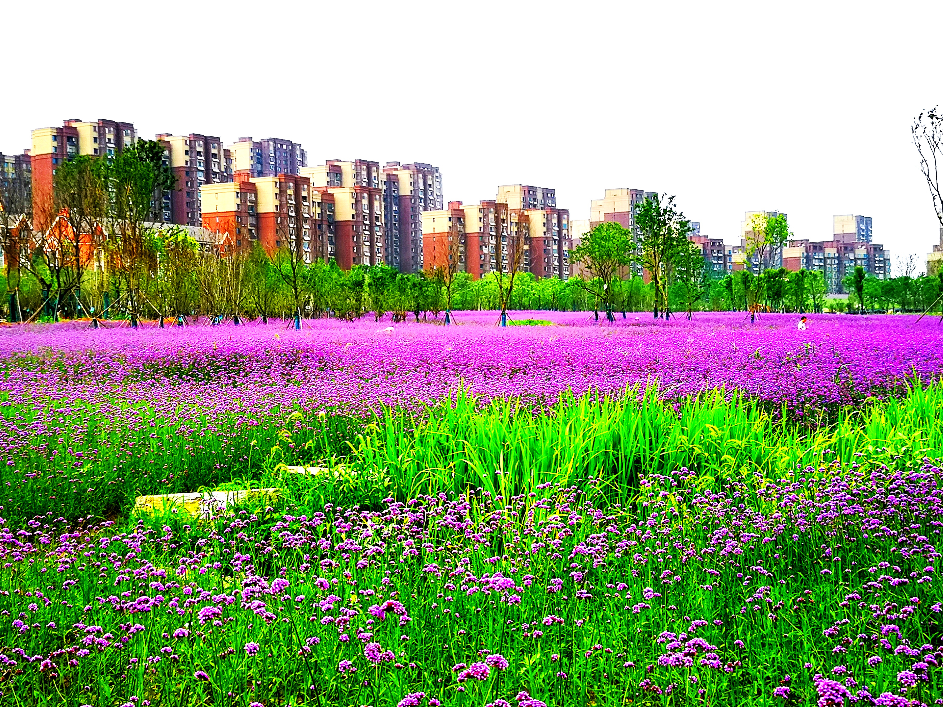 沉睡的历史与惊艳的现实——走读东西湖