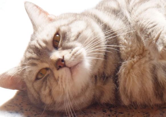 黄色和白色的猫是公猫还是母猫,三个月的猫怎么区分公猫母猫