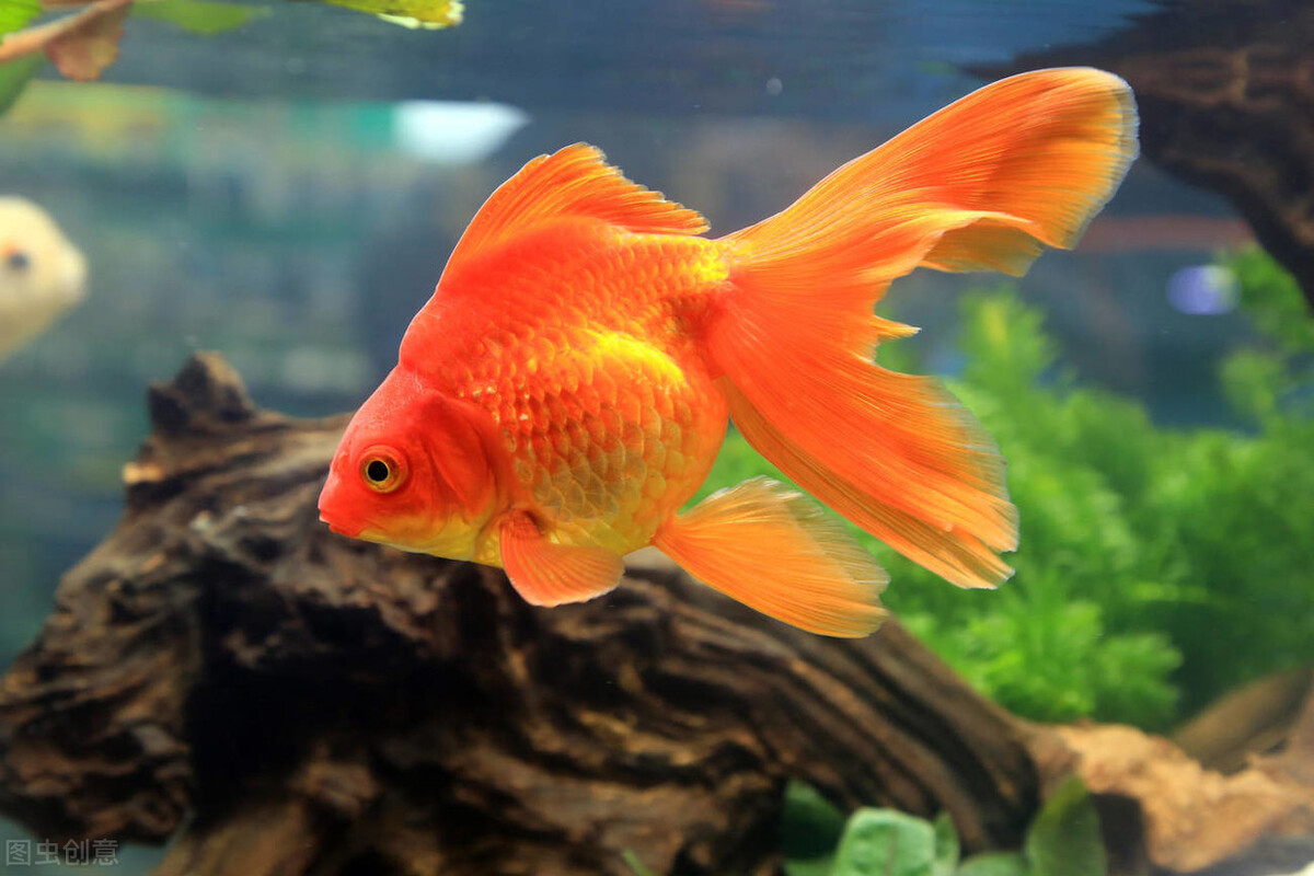 自己养的金鱼捞出来放到河里,为什么钓回来的金鱼自来水养不活