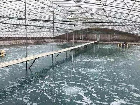池塘处理泥皮和油膜方法,养殖池淤泥怎么去除