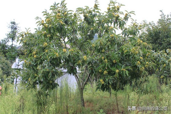 你不了解的黄冈，它为什么会如此优秀