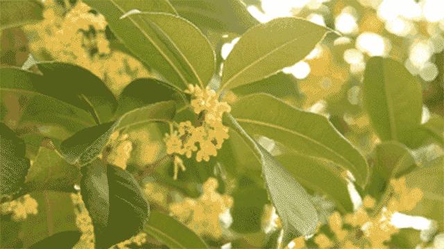 桂花精油桂花纯露,桂花精油纯天然价格