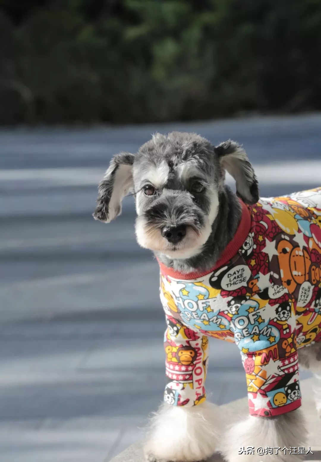 全国十大宠物狗排名榜,宠物狗排行榜前十名最好