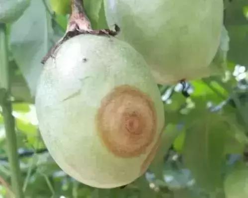 百香果的七大病害图解,百香果病害图谱及防治