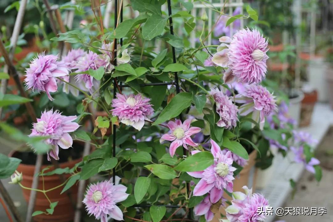 别人做梦都想要的花墙，他早就用铁线莲实现了