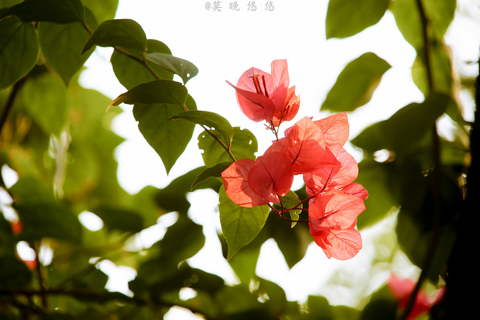 广州巴厘岛免费景点,广州温泉度假攻略