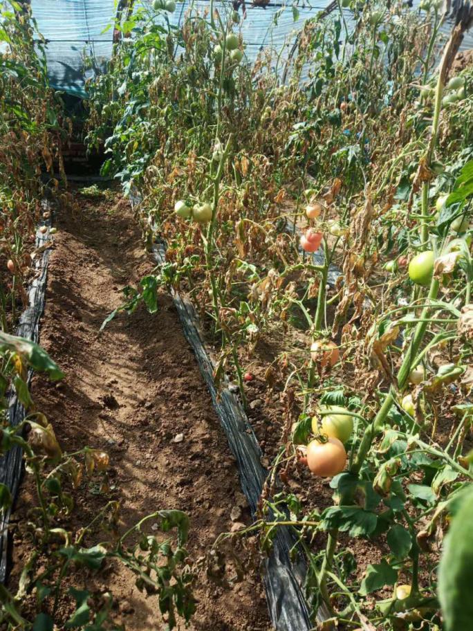 番茄溃疡病在什么时期,番茄溃疡病发生条件