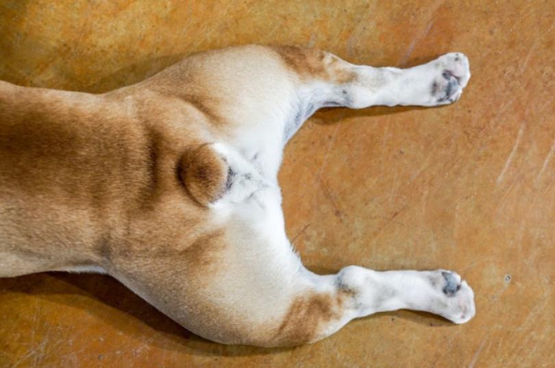 狗腿弯曲矫正器,狗腿弯曲怎么治疗