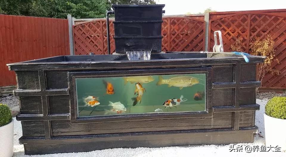 新池锦鲤养水正确方法,锦鲤池无水养锦鲤怎么养的