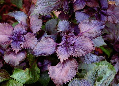 揭秘34种常用香料的名称与用途,15种常见香料正确用法收藏起来吧