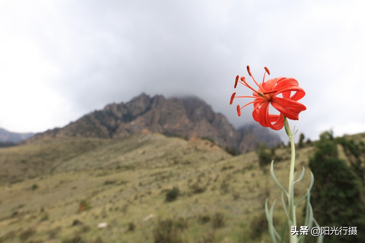 静谧森林和沙漠交界处,静谧森林红色石头