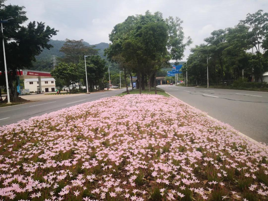 风雨兰的惊艳,风雨兰花开花