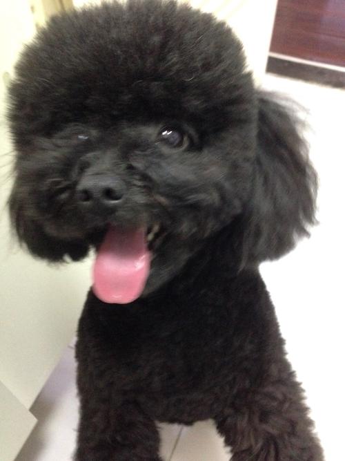 黑色贵宾犬好养吗,黑色贵宾犬为什么不建议养