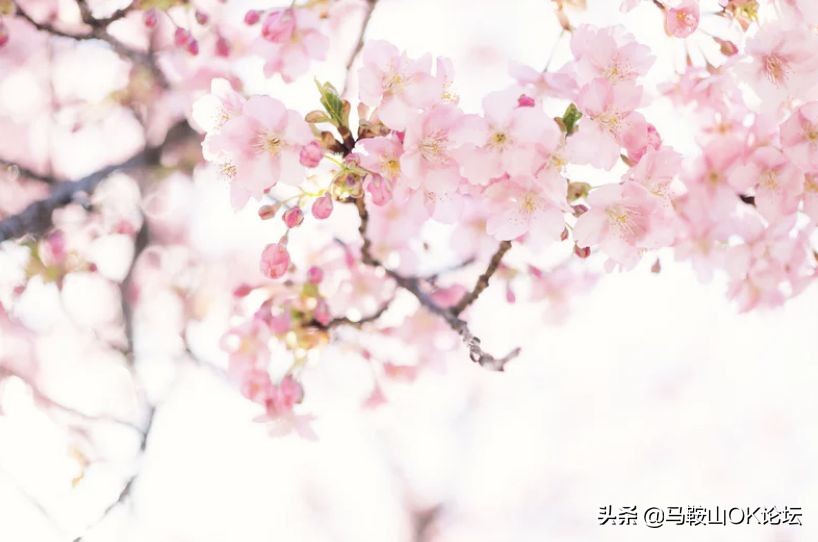 马鞍山滨江公园樱花开了吗,马鞍山雨山樱花