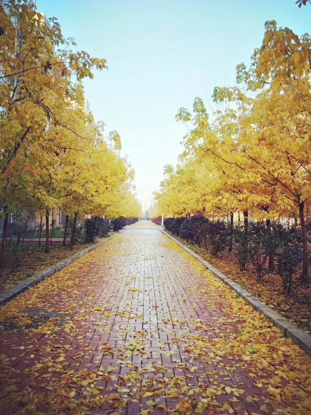 辽宁中医药大学杏林学院有独卫吗,辽宁中医药大学杏林学院属于3+2吗