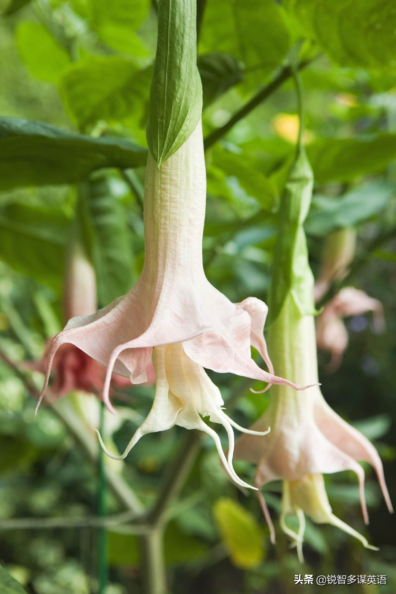 泰戈尔诗选吉檀迦利每章概括,泰戈尔吉檀迦利获得什么奖