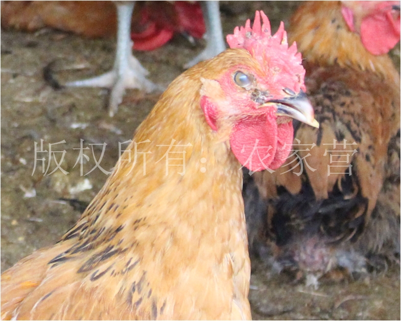 鸡痘症状图片,鸡痘病是什么症状