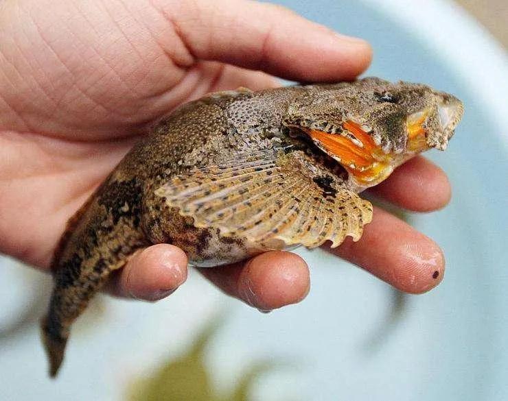 中国最好吃的4大淡水鱼,中国特别好吃的10种淡水鱼