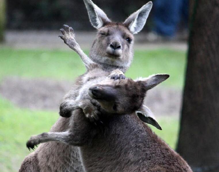 澳洲袋鼠大战,澳大利亚满大街的袋鼠