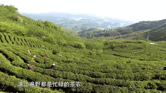 信阳毛尖有那么大功效吗,信阳毛尖功效视频