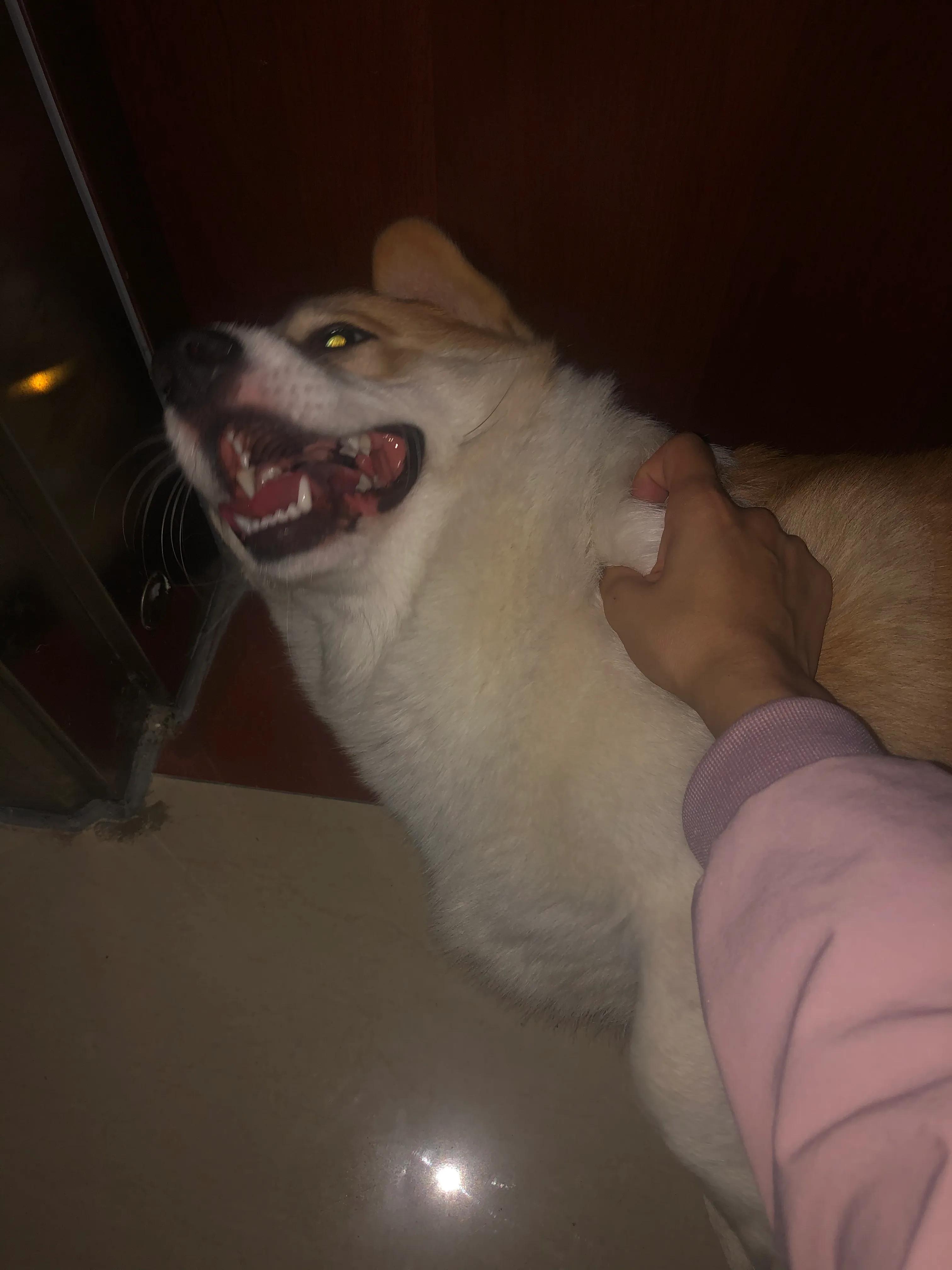 狗狗生病了你不要难过,狗狗生病了永远的离开了我