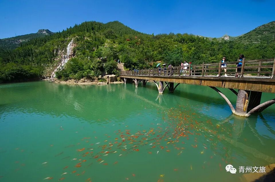 青州泰和山黄花溪,青州黄花溪风景区门票直播