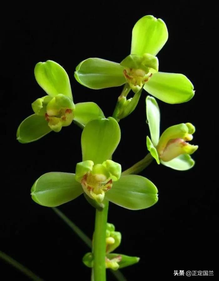 为什么兰花被称为国兰,为什么兰花又叫国兰