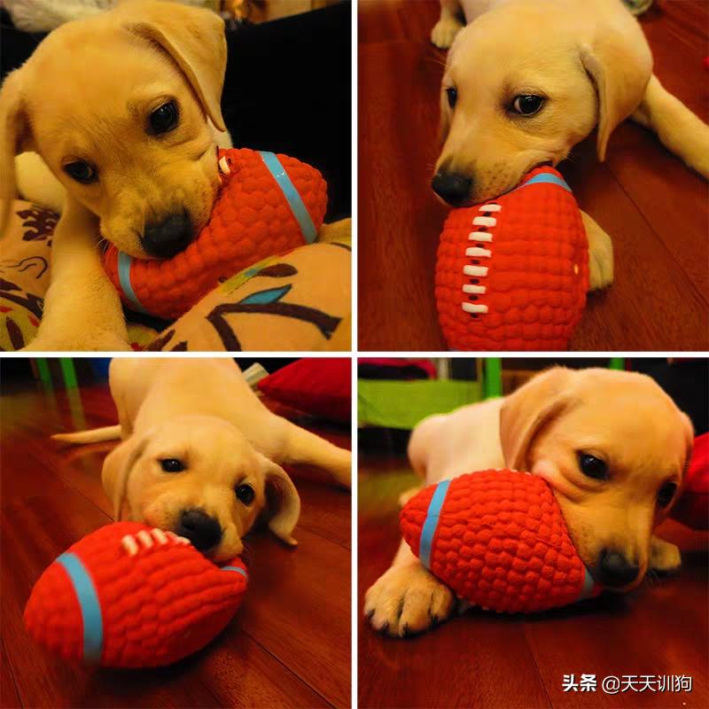狗狗喜欢的玩具排行榜大全,狗子喜欢什么玩具