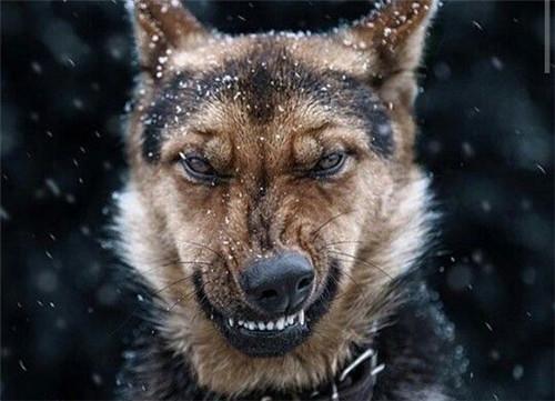 狗狂犬病发作的症状表现,狗得了狂犬病什么表现