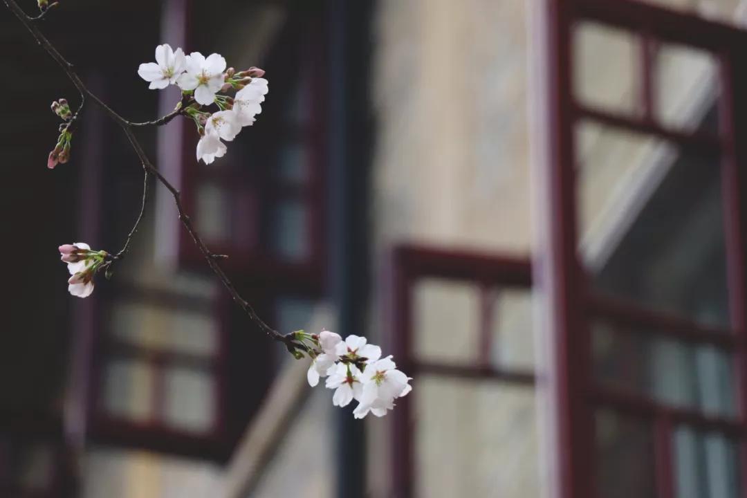 武汉封城第14天，有多少人忘了她到底有多美？