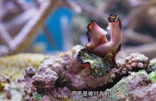 9.9恋爱游戏,9.9分恋爱番