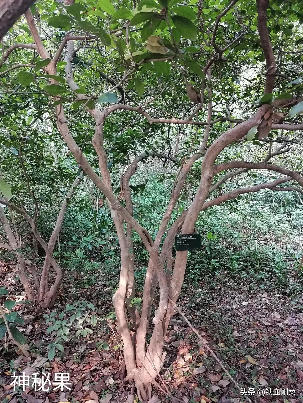 西双版纳景洪景区介绍,西双版纳景洪旅游胜地