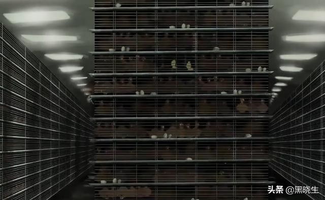 屠宰场的讽刺真相,屠宰场的讽刺人生动画