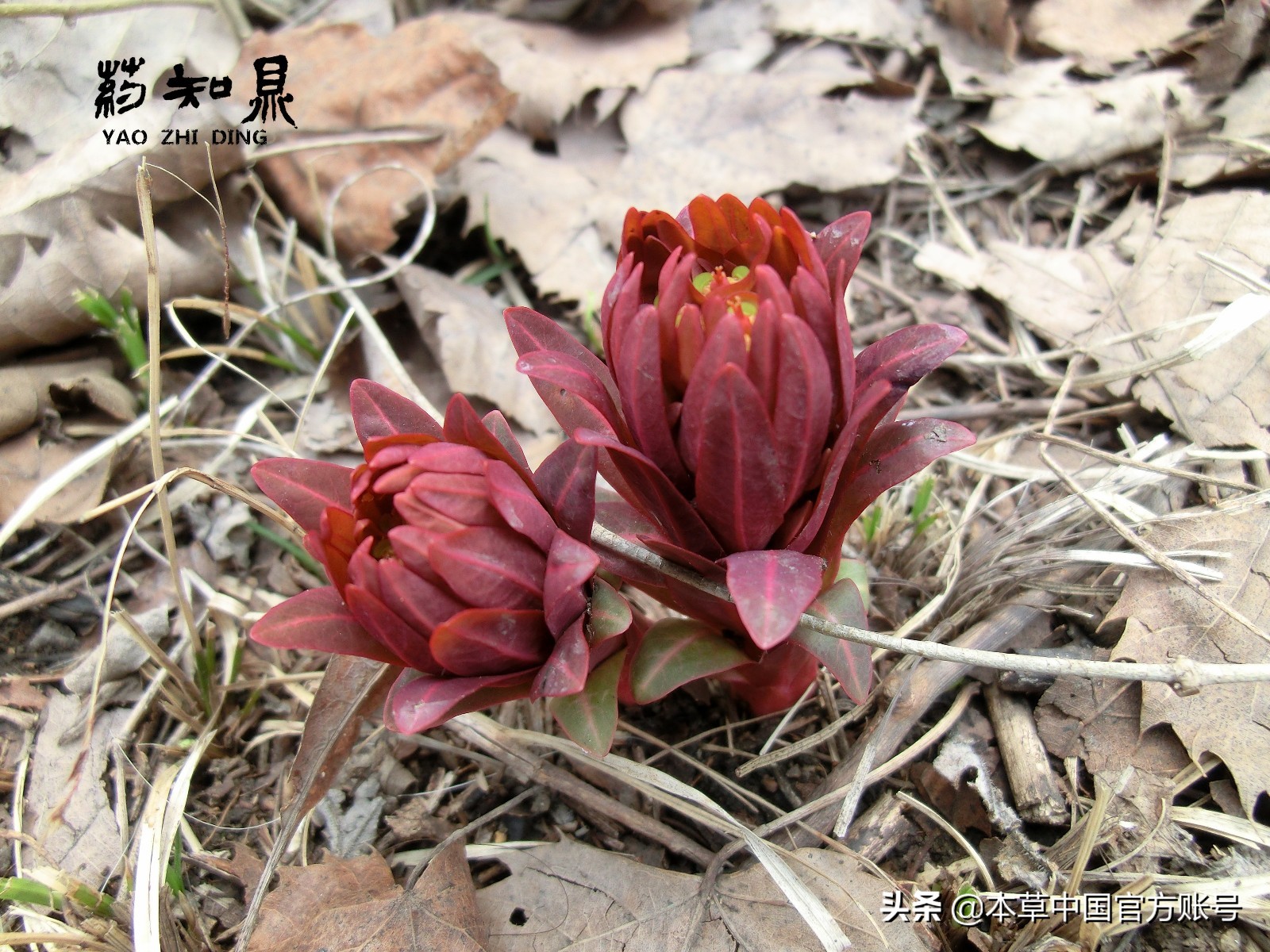 【本草百科·药知鼎——狼毒】花美却是恶毒之药，杀飞鸟走兽