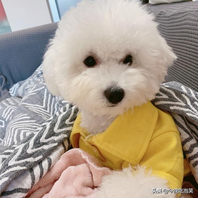 比熊来姨妈是怎么回事,比熊来姨妈会不会痛