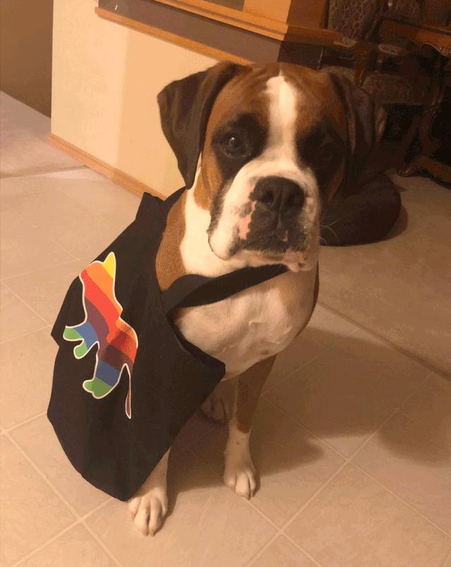 非常好看的宠物包,大家的包都带什么玩偶